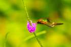 Caribbean-Trinidad-Asa Wright Nature Center Female tufted coquette hummingbird feeding Art Print